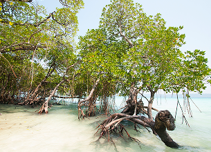 Programa de Intercâmbio